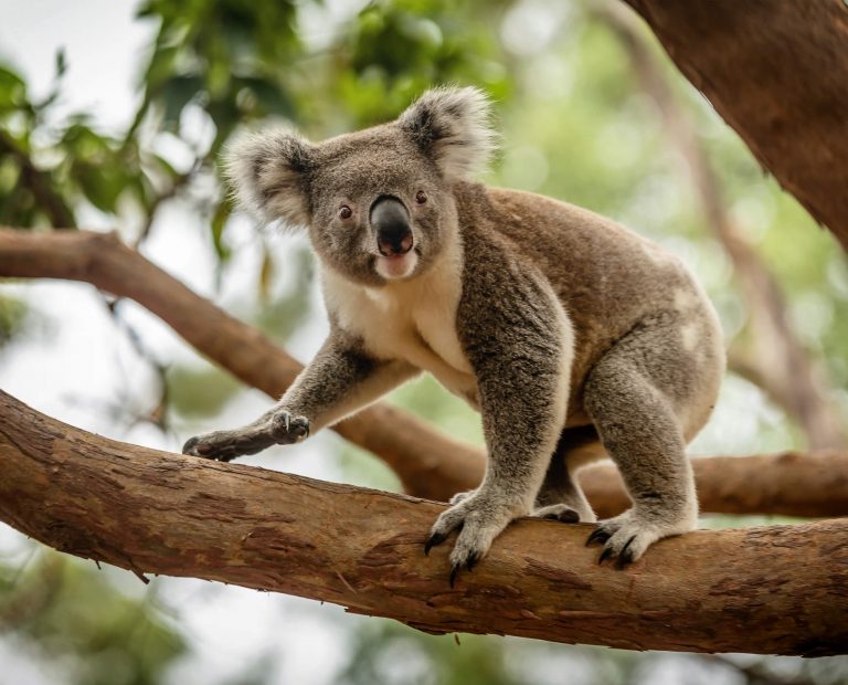 zuccothekoala